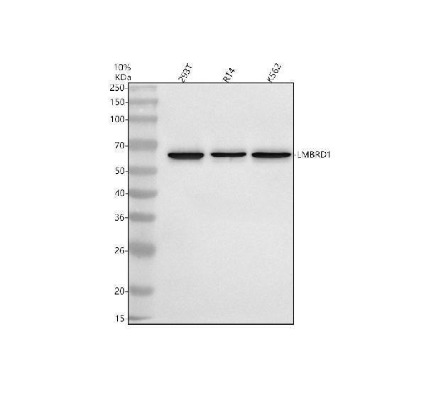  Western blot analysis of LMBRD1 using anti-LMBRD1 antibody (A08163-1)