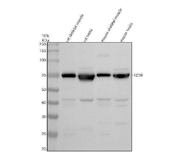 a08165 2 fzd9 primary antibodies wb testing 1