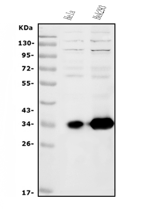 a08167 1 hoxc13 primary antibodies wb testing 1