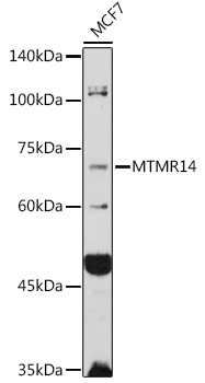 Western blot analysis of extracts of MCF7 cells, using MTMR14 antibody  at 1:1000 dilution