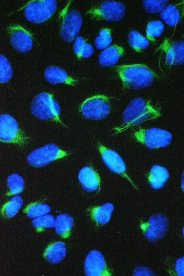  IF analysis of CCT7 using anti-CCT7 antibody (A08169-2)