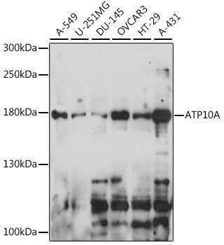 a08170 atp10a primary antiboties wb testing 1