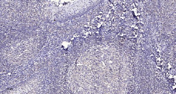 Immunohistochemical analysis of paraffin-embedded human tonsil