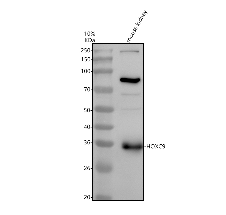 a08175 1 hoxc9 primary antibodies wb testing 1