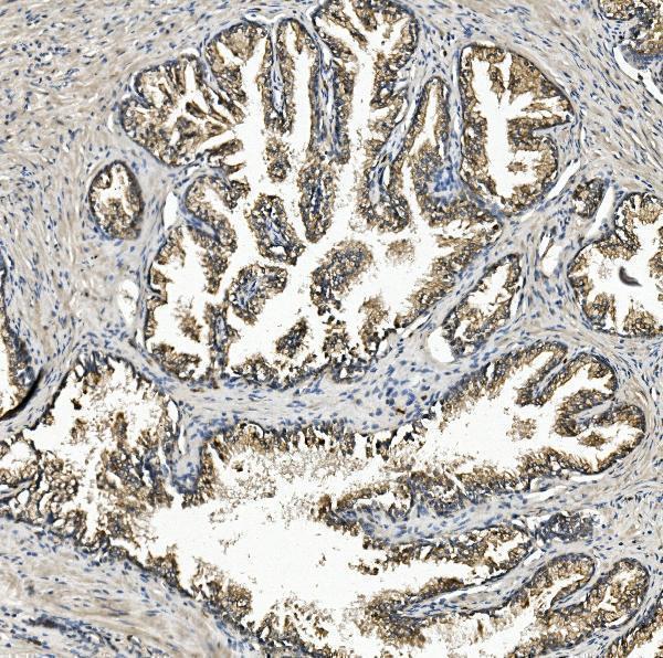 a08177 1 zfp42 primary antibodies ihc testing 2
