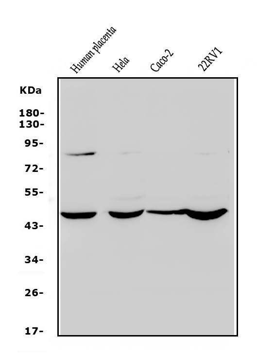 a08177 1 zfp42 primary antibodies wb testing 1