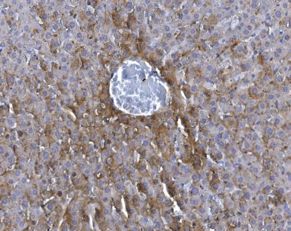 a08185 3 gchfr primary antibodies ihc testing 7