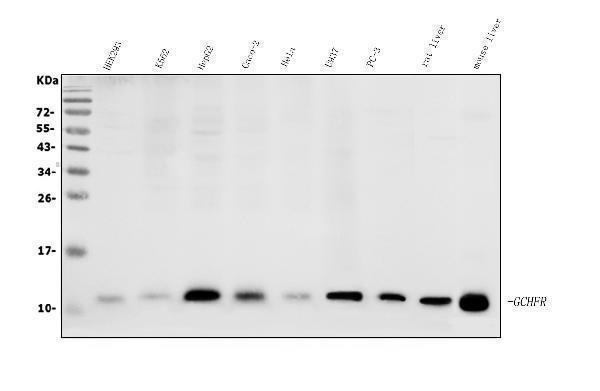  Western blot analysis of GCHFR using anti-GCHFR antibody (A08185-3)