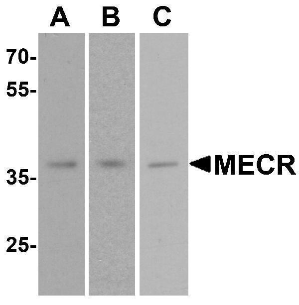 a08189 mecr primary antibodies wb testing 2