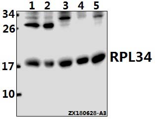 Western blot (WB) analysis of RPL34 (R76) pAb at 1:1000 dilution
Lane1:Panc1 whole cell lysate(40ug)
Lane2:EC9706 whole cell lysate(10ug)
Lane3:Hela whole cell lysate(40ug)
Lane4:H9C2 whole cell lysate(40ug)
Lane5:AML-12 whole cell lysate(40ug)
