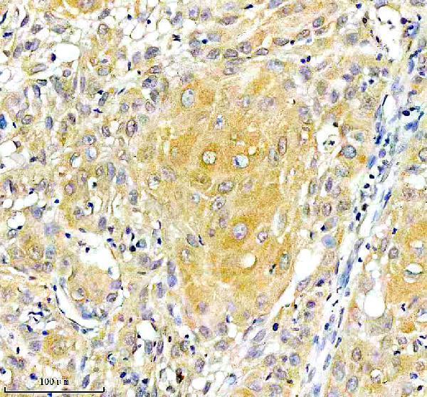 a08193 1 pacs2 primary antibodies ihc testing 4