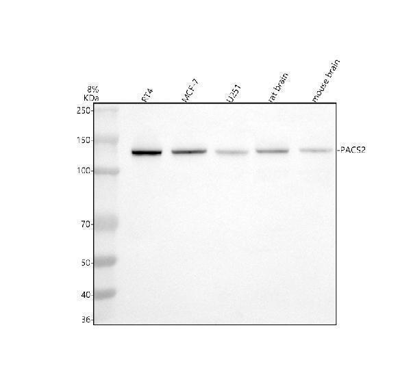 a08193 1 pacs2 primary antibodies wb testing 1