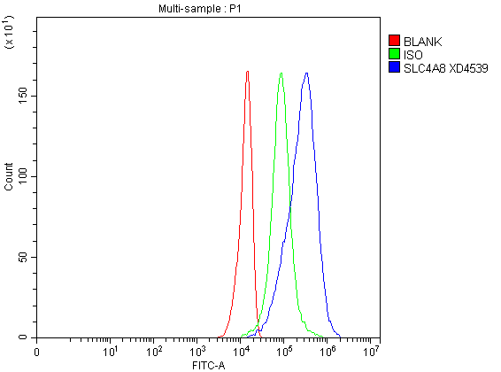 Flow Cytometry analysis of U251 cells using anti-SLC4A8 antibody (A08194-2)