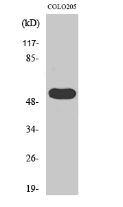 a08196 1 lipi primary antibodies wb testing 2