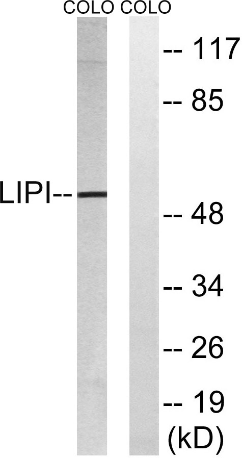 a08196 1 lipi primary antibodies wb testing 3