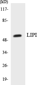 a08196 1 lipi primary antibodies wb testing 4