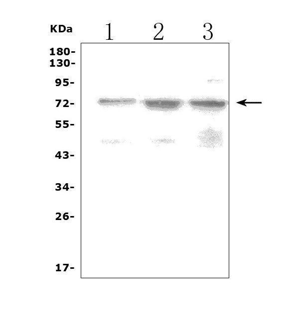  Western blot analysis of LRRC32 using anti-LRRC32 antibody (A08199-1)
