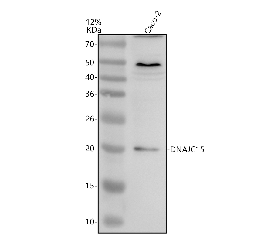 a08200 1 dnajc15 primary antibodies wb testing 1