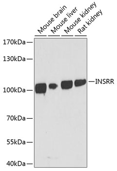 a08212 insrr primary antiboties wb testing 1