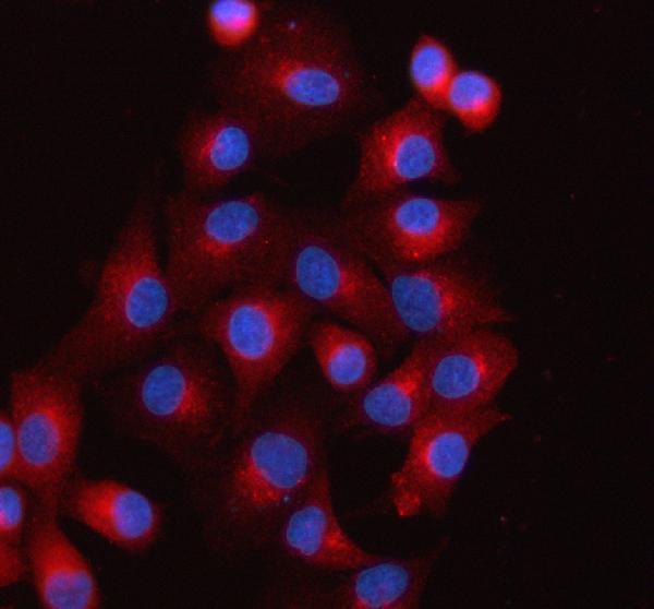 a08215 1 scamp3 primary antibodies if testing 16