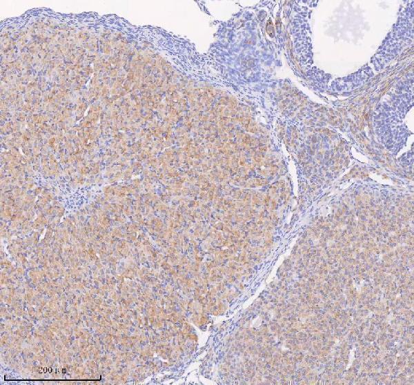 a08215 1 scamp3 primary antibodies ihc testing 14