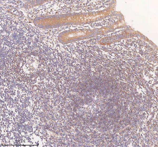 a08215 1 scamp3 primary antibodies ihc testing 2