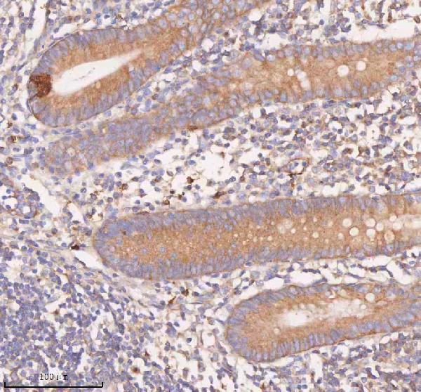 a08215 1 scamp3 primary antibodies ihc testing 3