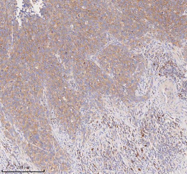 a08215 1 scamp3 primary antibodies ihc testing 6
