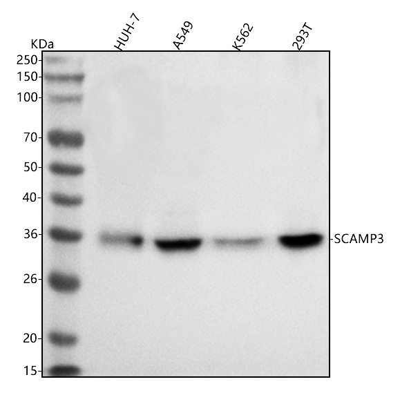 a08215 1 scamp3 primary antibodies wb testing 1