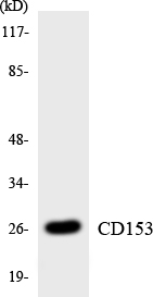 Western blot analysis of the lysates from K562 cells using CD153 antibody