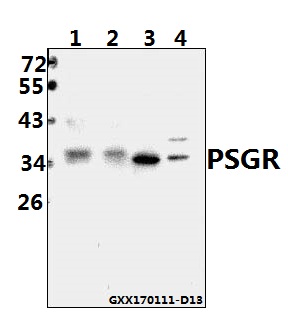 a08220 or51e2 primary antiboties wb testing 2