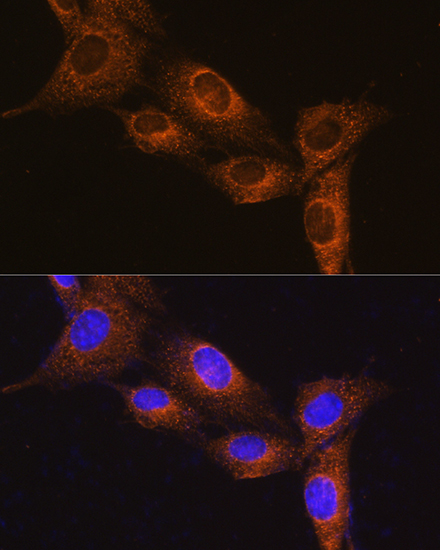 Immunofluorescence analysis of NIH/3T3 cells using NPB Rabbit pAb  at dilution of 1:100