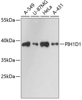 a08223 pih1d1 primary antiboties wb testing 1