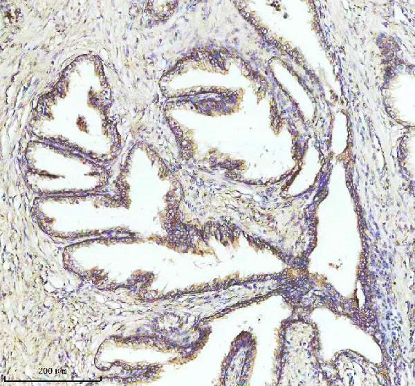  IHC analysis of NDUFA1 using anti-NDUFA1 antibody (A08224)
