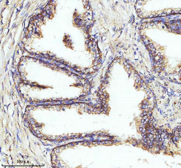 a08224 ndufa1 primary antibodies ihc testing 4