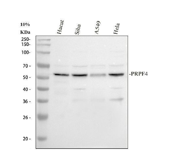 a08225 2 prpf4 primary antibodies wb testing 1_1