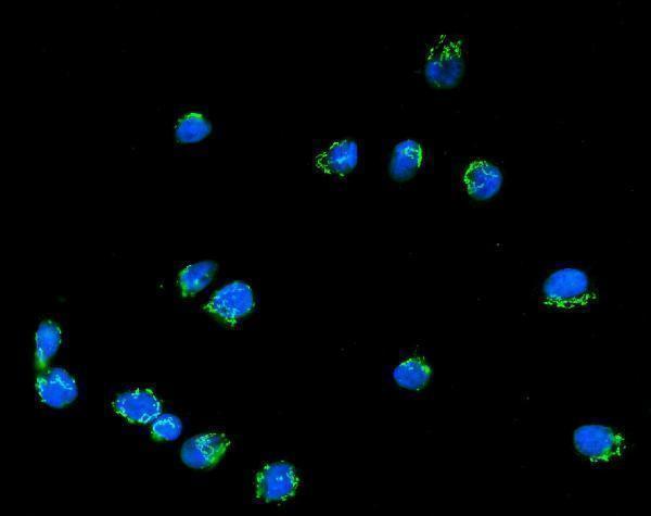 a08226 1 golgb1 primary antibodies if testing 9