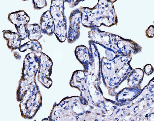 a08226 1 golgb1 primary antibodies ihc testing 5