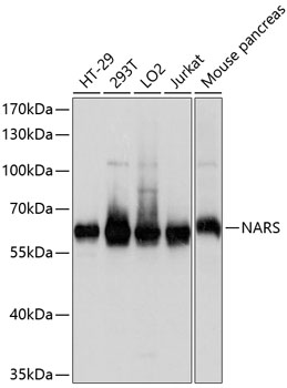 a08227 nars primary antiboties wb testing 1