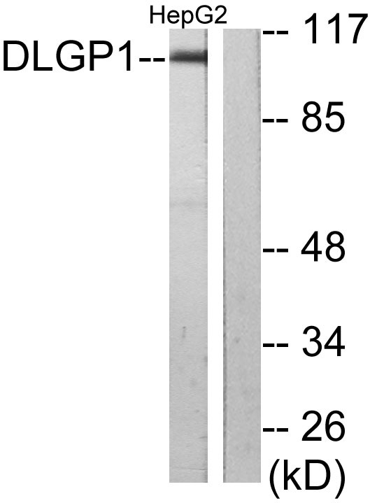 a08230 1 dlgap1 primary antibodies wb testing 3