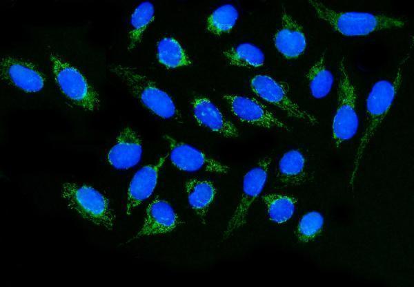 a08230 2 dlgap1 primary antibodies if testing 8