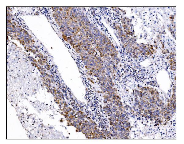 a08230 2 dlgap1 primary antibodies ihc testing 4
