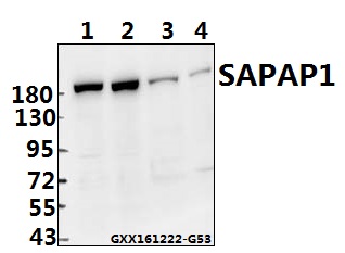 a08230 dlgap1 primary antiboties wb testing 1