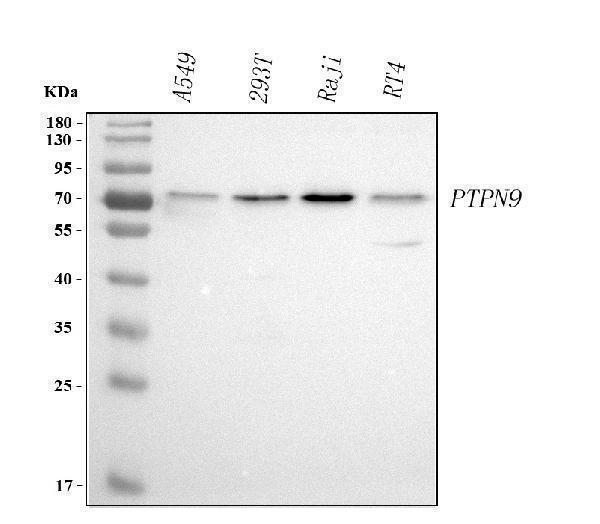  Western blot analysis of PTPN9 using anti-PTPN9 antibody (A08233-1)