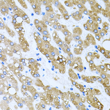 a08236 tob2 primary antiboties ihc testing 2