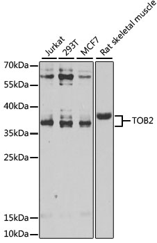 a08236 tob2 primary antiboties wb testing 1