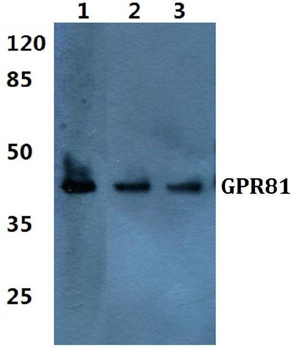 Western blot (WB) analysis of GPR81 polyclonal antibody at 1:500 dilution
Lane1:HEK293T cell lysate
Lane2:Raw264