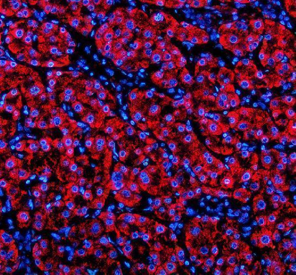 a08238 1 shd primary antibodies if testing 1