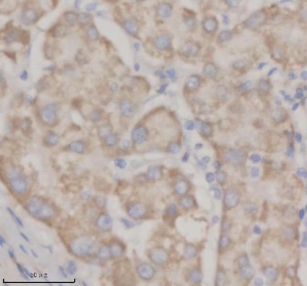 a08238 1 shd primary antibodies ihc testing 3