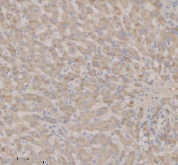 a08238 1 shd primary antibodies ihc testing 4